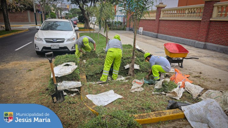 👉 Hoy nuestro equipo trabajó en la Av. Cayetano Heredia colocando más de 1800 m2 de gras y realizando la limpieza y riego adecuados.