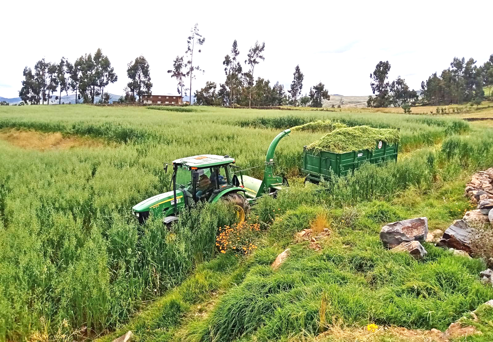 Proyecto Bovino Parinacochas preparó 540 toneladas de ensilado para la temporada de estiaje