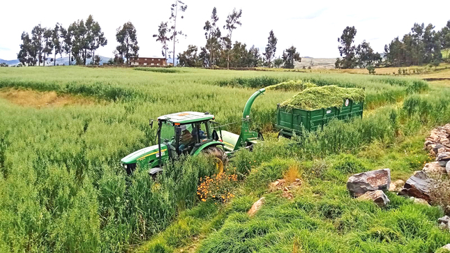 Proyecto Bovino Parinacochas preparó 540 toneladas de ensilado para la temporada de estiaje