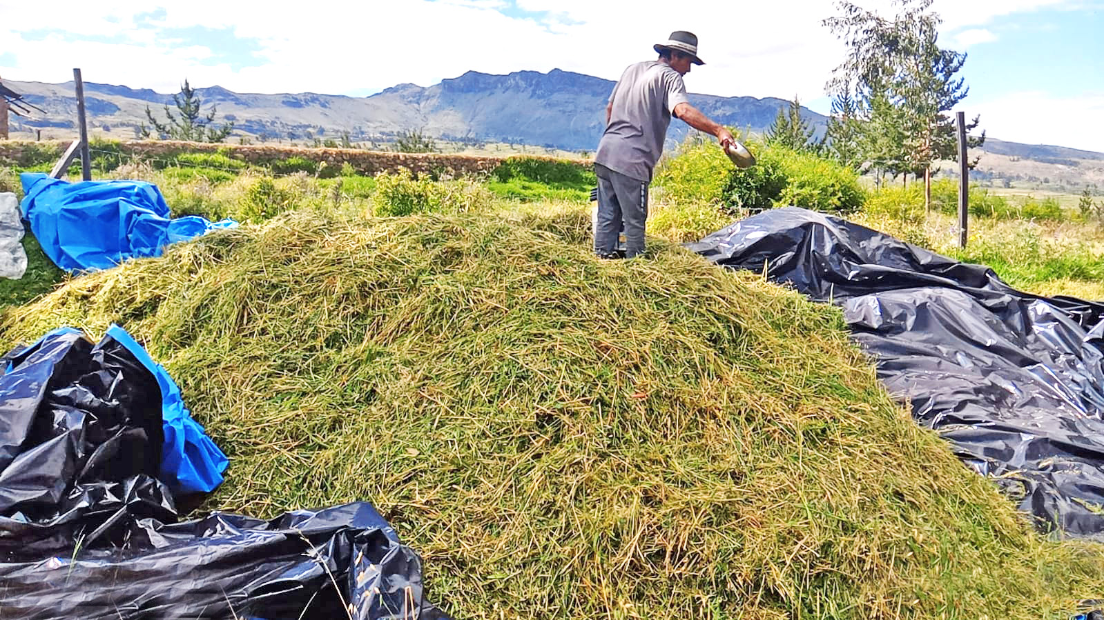 Proyecto Bovino Parinacochas preparó 540 toneladas de ensilado para la temporada de estiaje