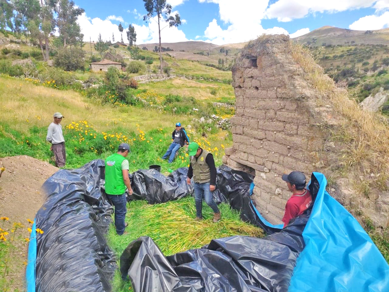 Proyecto Bovino Parinacochas preparó 540 toneladas de ensilado para la temporada de estiaje