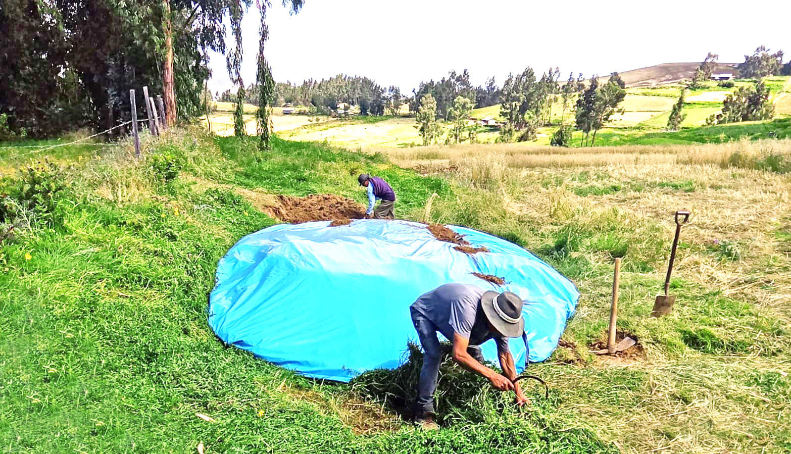 Proyecto Bovino Parinacochas preparó 540 toneladas de ensilado para la temporada de estiaje