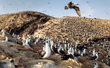 Guano de las Islas - Junín