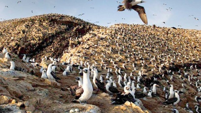 Guano de las Islas - Junín