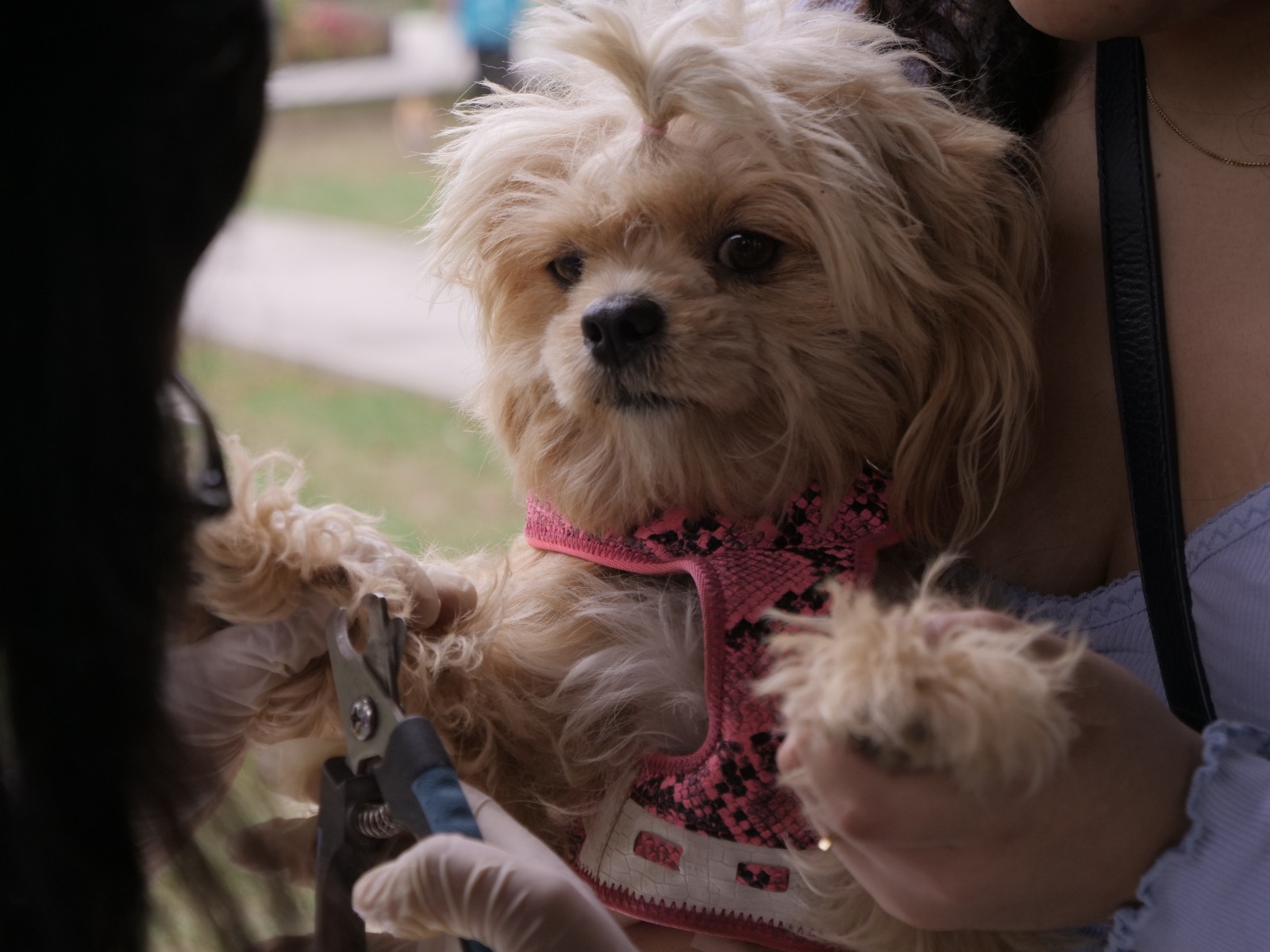Realizamos concurrida jornada de atención veterinaria en el parque Acosta