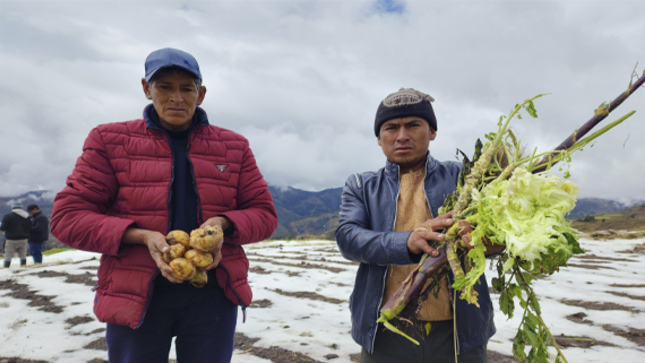 foto donde muestra a los pobladores con los cultivos perdidos  