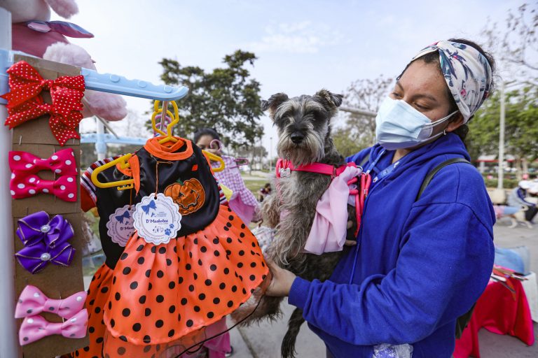Festival canino