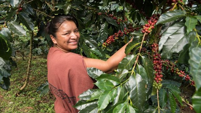 Agrobanco supera los S/ 1,000 millones en créditos a pequeños productores agropecuarios en campaña agrícola 2022 – 2021