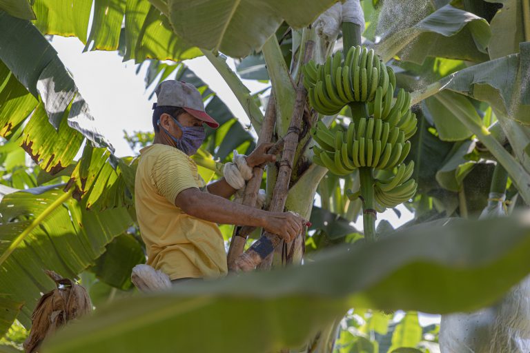 Agrobanco consolida su rentabilidad financiera y otorga créditos por S/ 426 millones