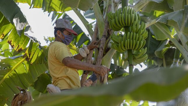 Agrobanco consolida su rentabilidad financiera y otorga créditos por S/ 426 millones