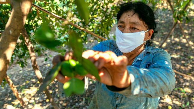 Agrobanco otorga más de S/ 257 millones en créditos a 23 mil mujeres rurales