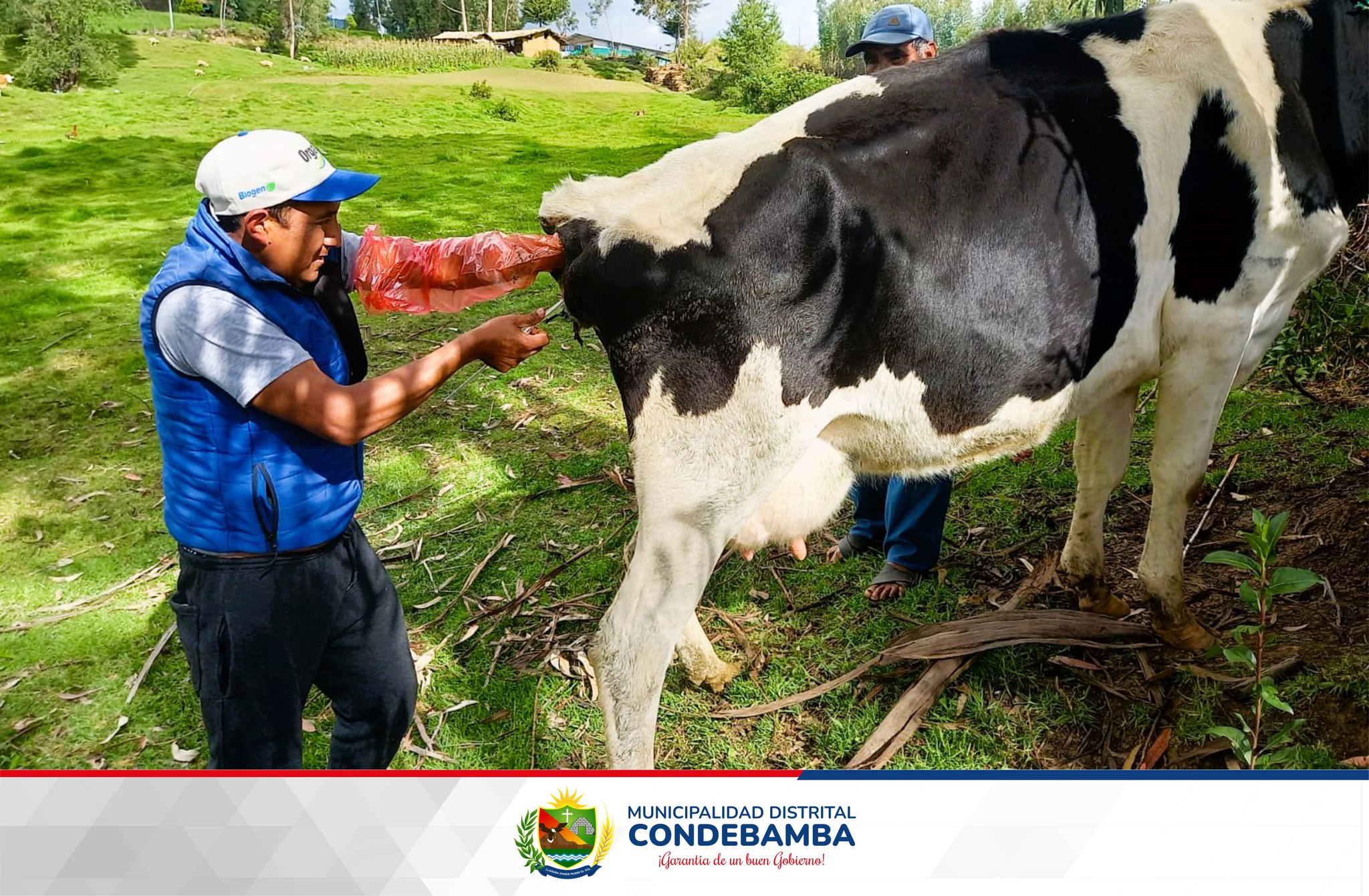 La Municipalidad Distrital de Condebamba, que dirige el Sr. Manuel Villar Romero impulsa el mejoramiento genético de ganado lechero a través de la técnica de inseminación artificial, con semen importado potenciando la productividad de razas como; Brown Swiss, Holstein, Fleckvieh, entre otros, mejorando la producción de carne, leche y el aumento de la cadena de lácteos.
🔵Esta importante actividad, beneficiará a los productores pecuarios, con una mejor producción lo cual permitirá que las familias pueden incrementar sus ingresos económicos, impactando directamente en su calidad de vida.