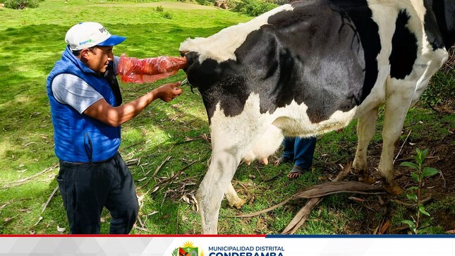 La Municipalidad Distrital de Condebamba, que dirige el Sr. Manuel Villar Romero impulsa el mejoramiento genético de ganado lechero a través de la técnica de inseminación artificial, con semen importado potenciando la productividad de razas como; Brown Swiss, Holstein, Fleckvieh, entre otros, mejorando la producción de carne, leche y el aumento de la cadena de lácteos.
🔵Esta importante actividad, beneficiará a los productores pecuarios, con una mejor producción lo cual permitirá que las familias pueden incrementar sus ingresos económicos, impactando directamente en su calidad de vida.