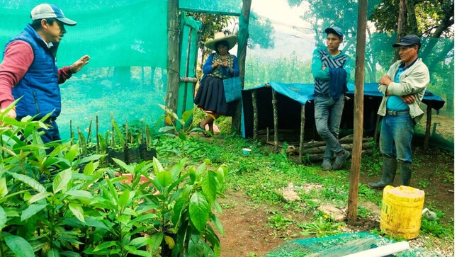 Con la finalidad de fortalecer el cultivo de palta en el distrito, la Municipalidad de Condebamba a través de la Subgerencia de Desarrollo Económico viene realizando asistencia técnica a los productores de palta, consistente en procesos de preparación de suelos, siembra, injerto, control de plagas, entre otros. 