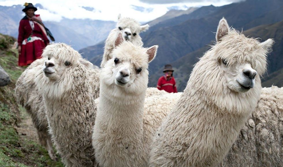 Proyecto Fibra de Alpacas - Arequipa