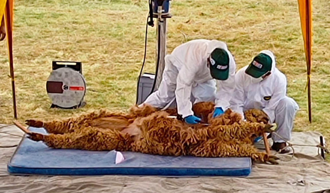 Proyecto Fibra de Alpacas - Arequipa