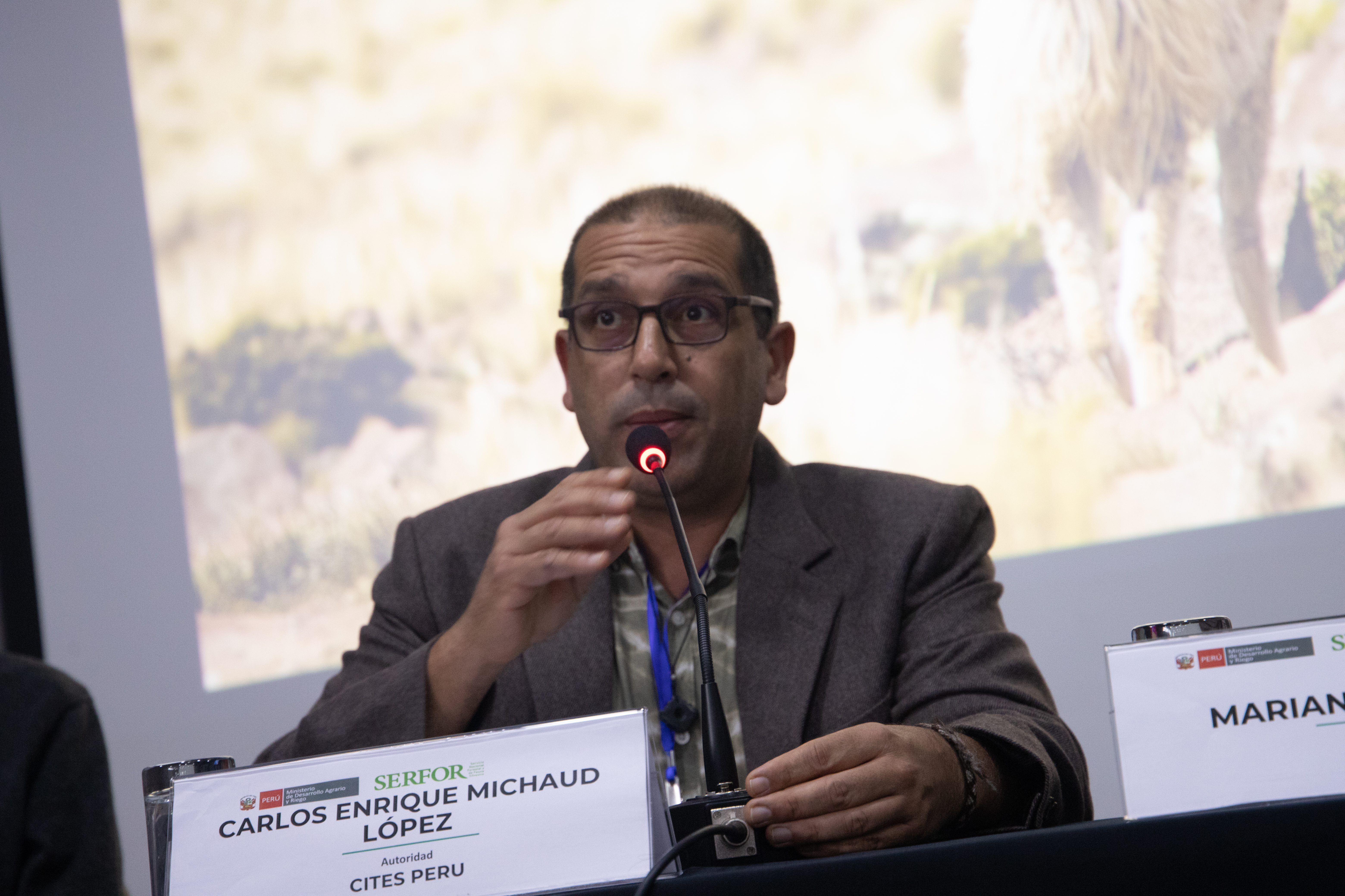 vicuñas4