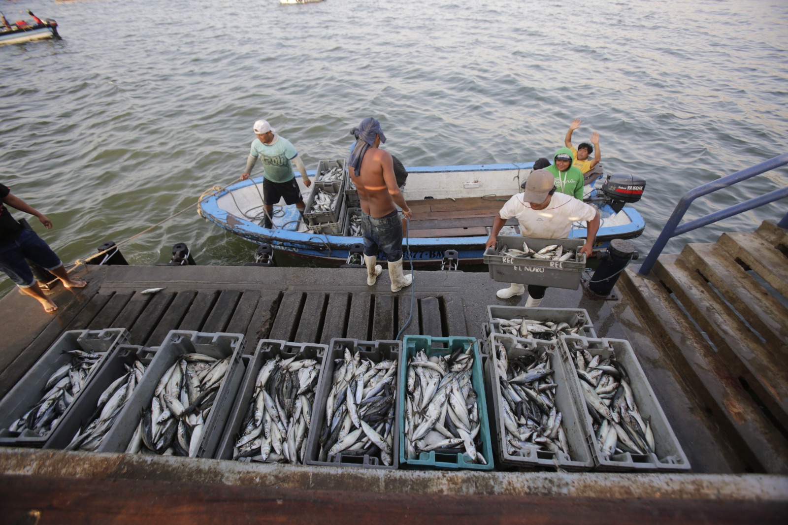Bono del Pescador: Produce benefició a más de 32 000 pescadores artesanales con subsidio económico de 500 soles