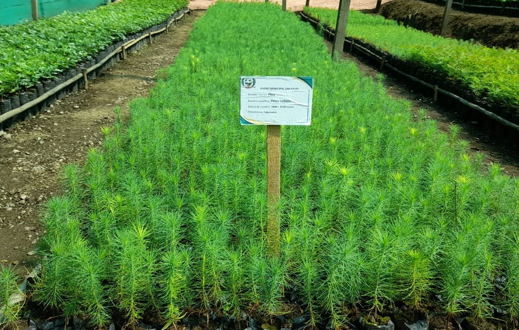 Archivo JPG plantando los pinos