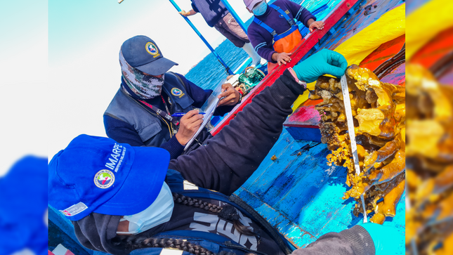 Arequipa: Produce autorizó la actividad extractiva de alga “palo” en zonas de Caravelí