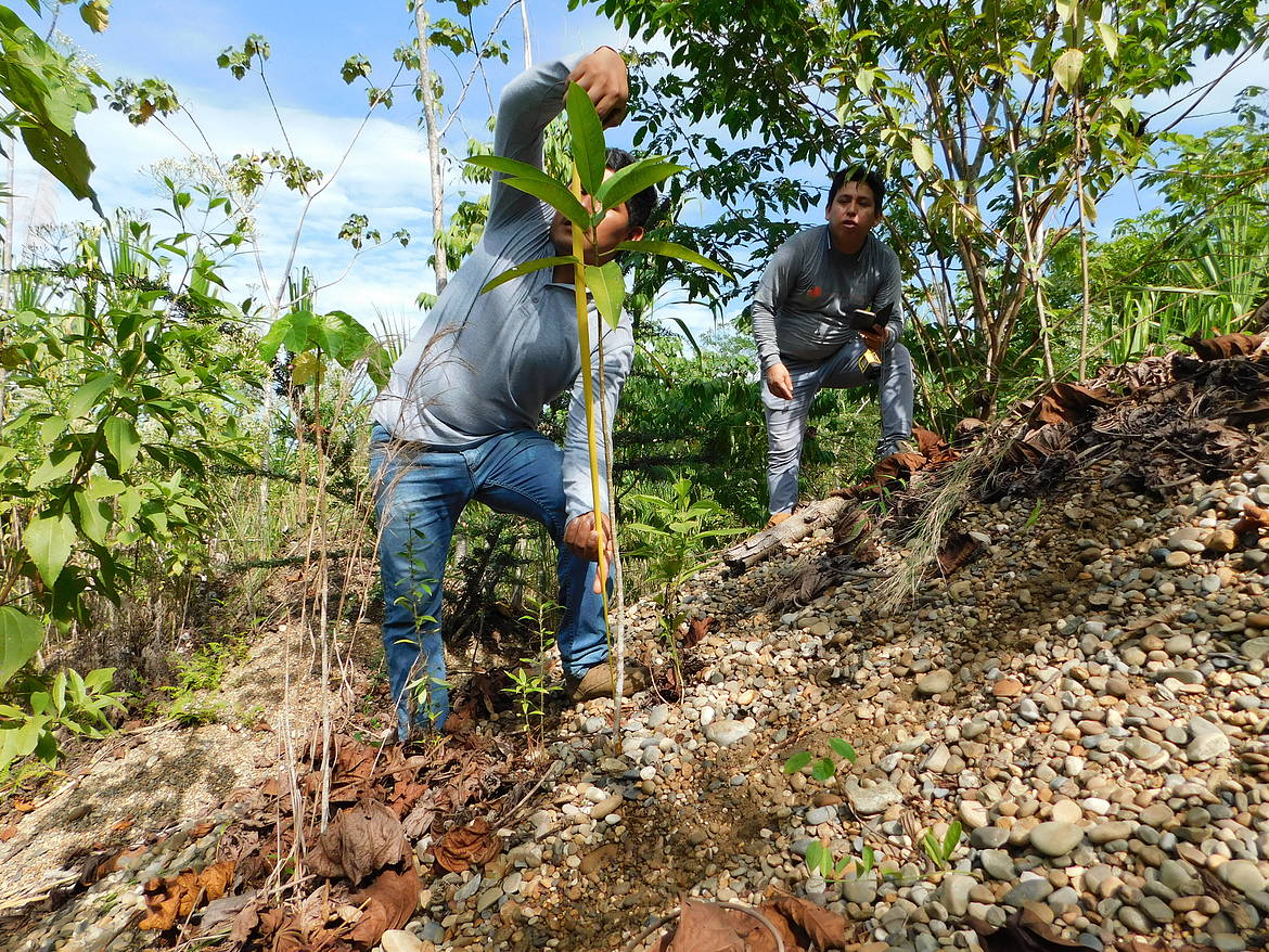 Reforestación - Madre de Dios