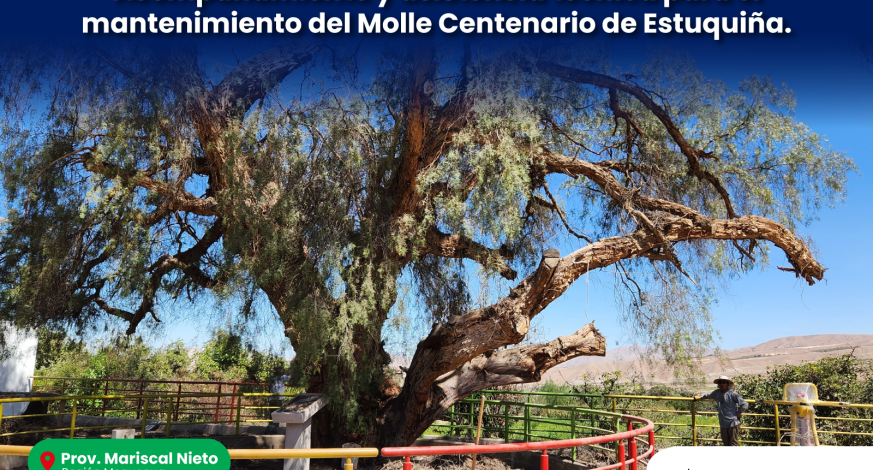 La Municipalidad Provincial de Mariscal Nieto a través de la Subgerencia de Gestión del Medio Ambiente con el apoyo del Servicio Nacional Forestal y de Fauna Silvestre - SERFOR y del Servicio Nacional de Sanidad Agraria - SENASA, realizó el acompañamiento y asistencia técnica para el mantenimiento del “Molle Centenario de Estuquiña”, que fue reconocido y declarado de interés provincial mediante las Ordenanzas Municipales Nº 012-2015-MPMN y Nº 029-2021-MPMN, para su protección y conservación.