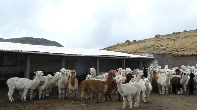 Implementación de cobertizos en Ancash