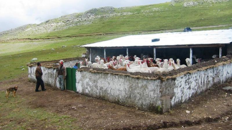 Implementación de cobertizos en Ancash