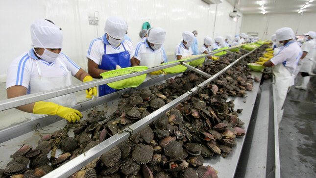Produce aprueba medidas de conservación y aprovechamiento sostenible del recurso concha de abanico