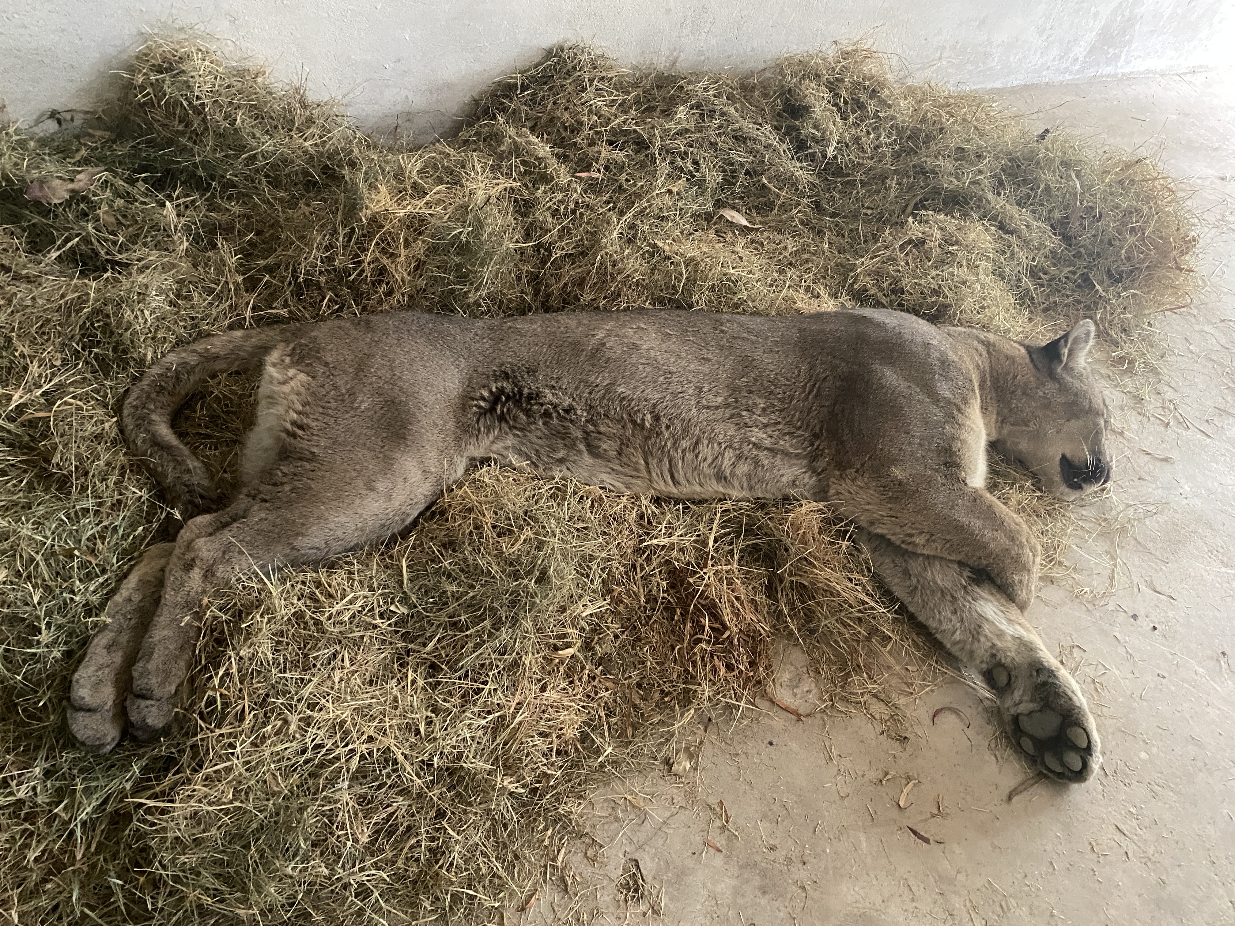 puma andino hallado en almacén de aceitunas