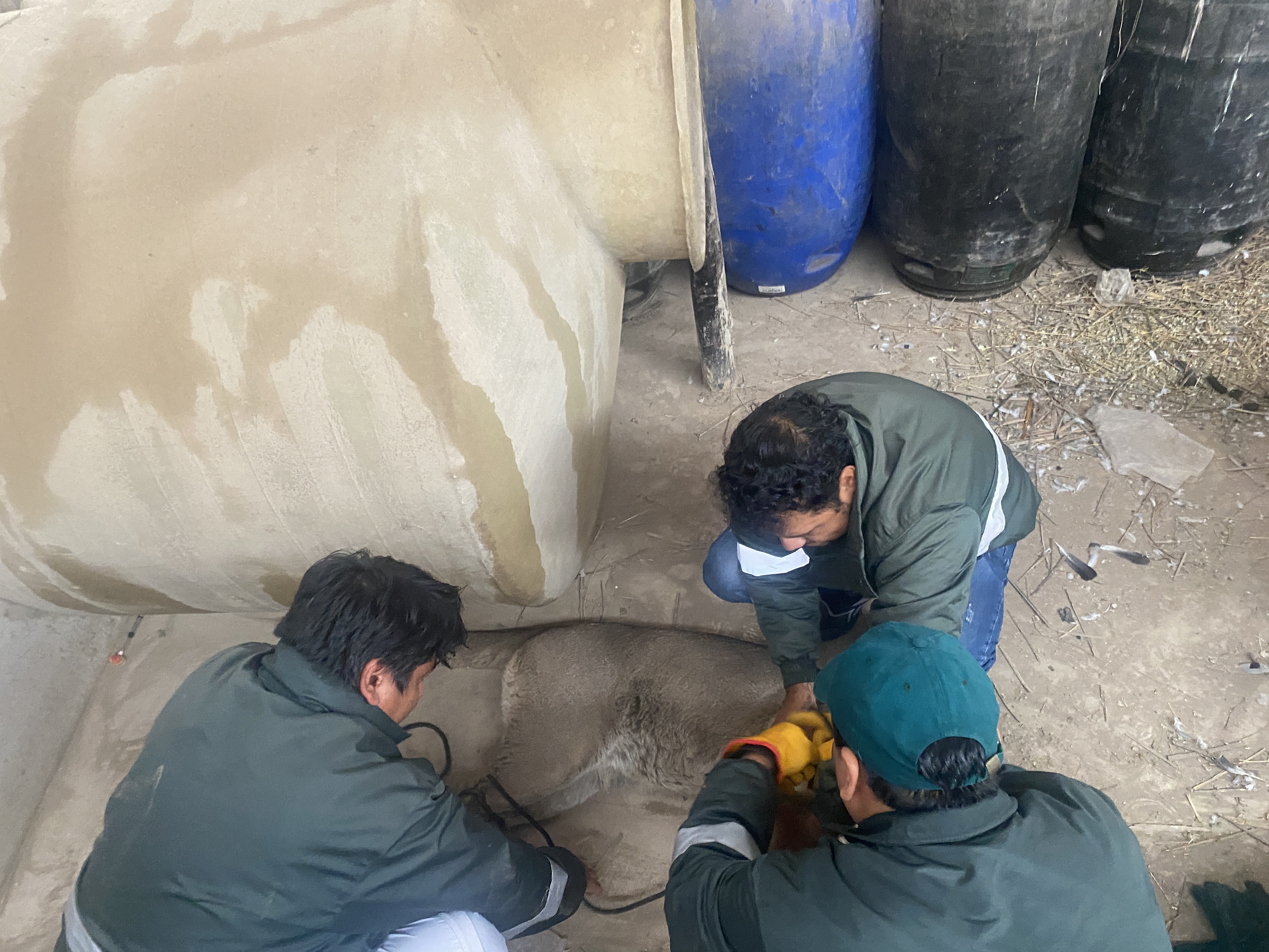 puma andino hallado en almacén de aceitunas