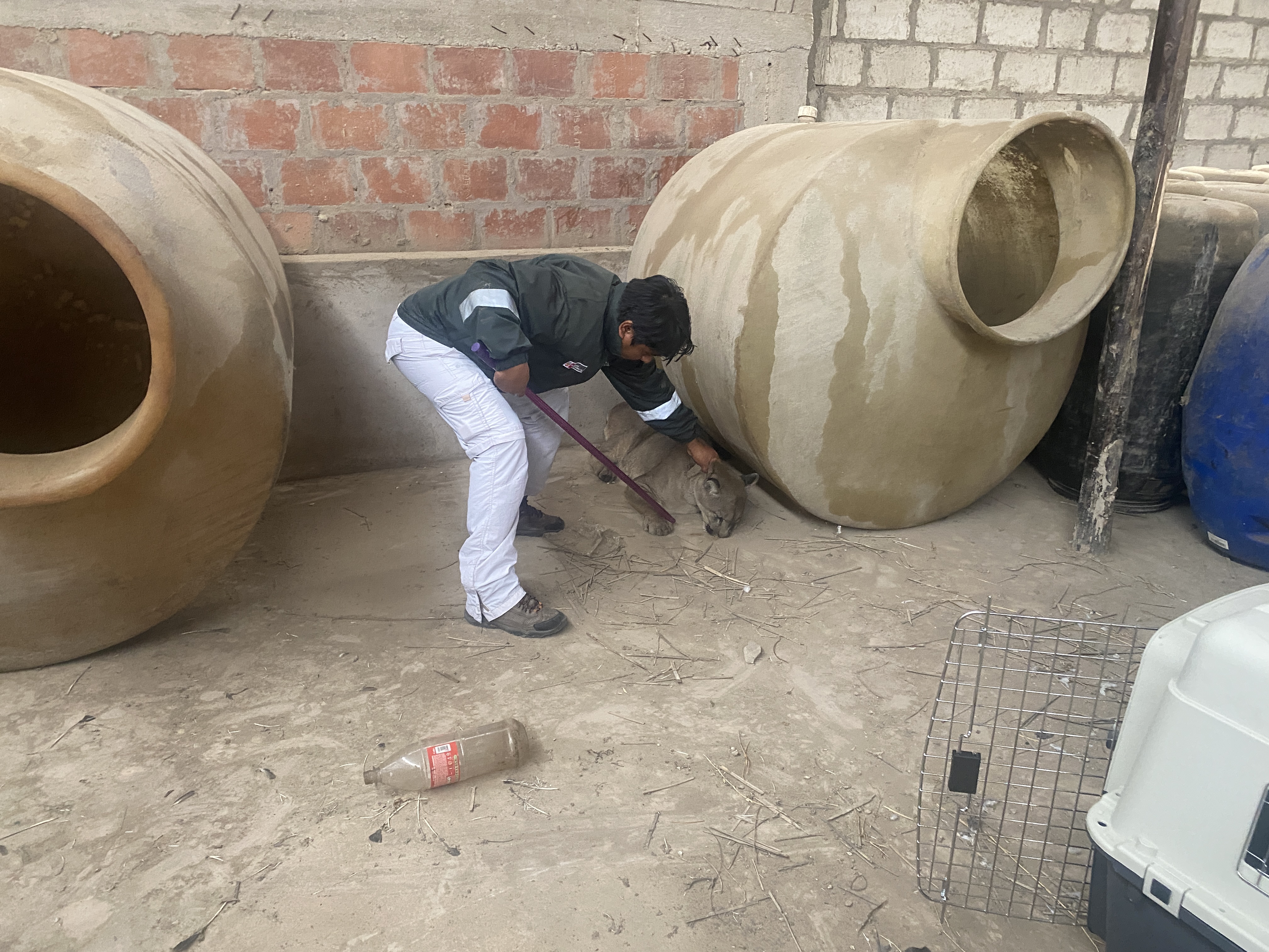puma andino hallado en almacén de aceitunas