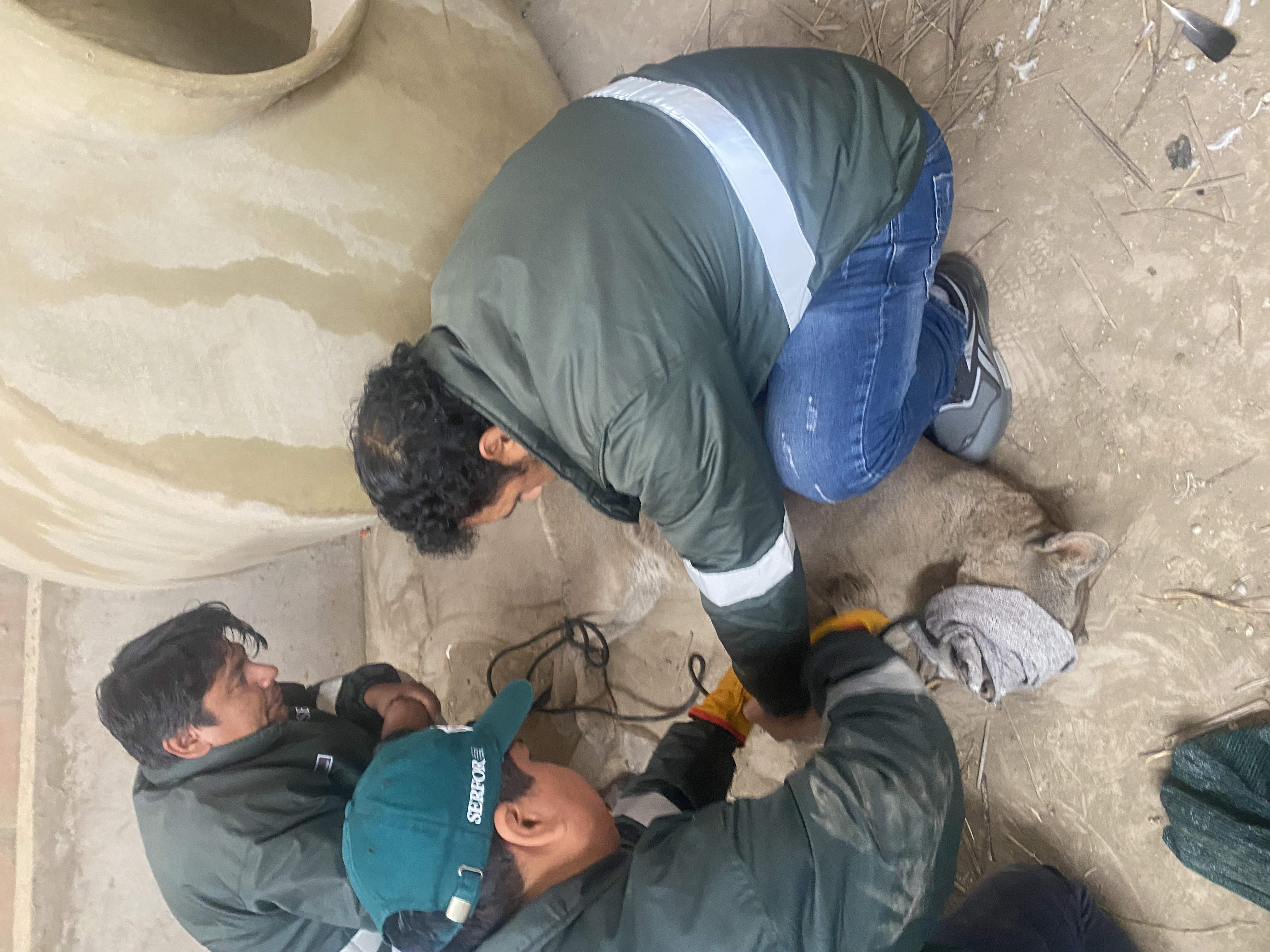 puma andino hallado en almacén de aceitunas
