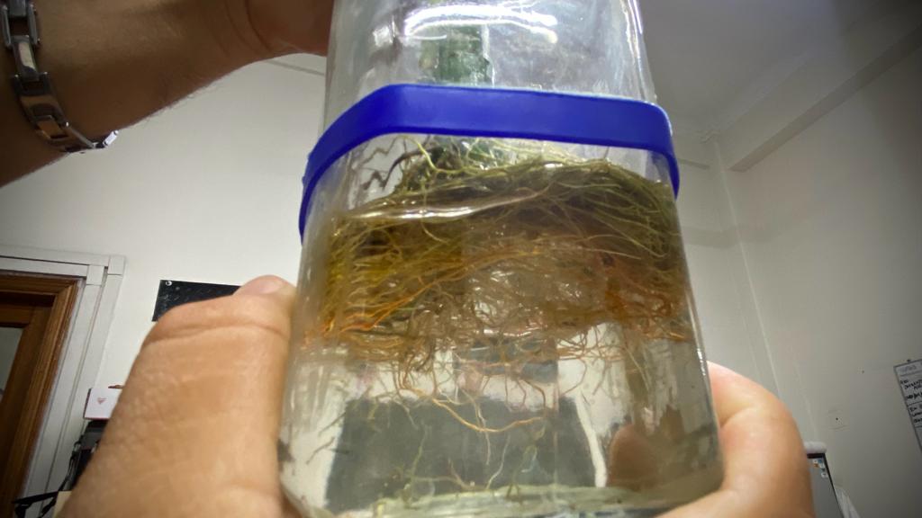 Minsa: 10 minutos a la semana son la clave para evitar la reproducción del zancudo que transmite el dengue