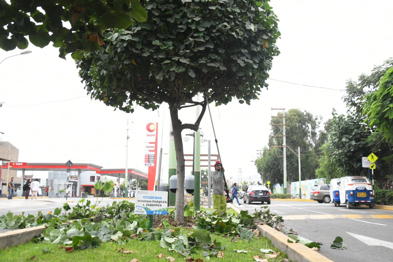 Poda