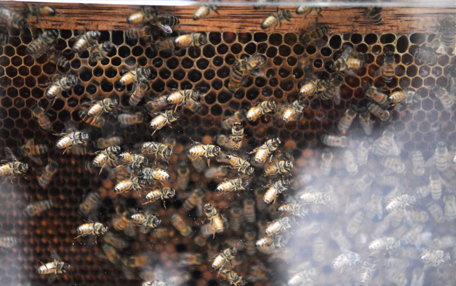 Día Mundial de las Abejas: ¿cómo saber si estoy comprando miel?