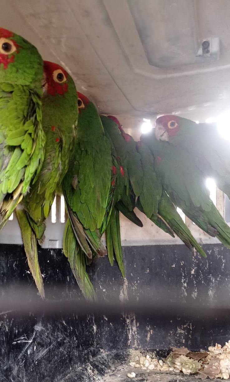 loros2
