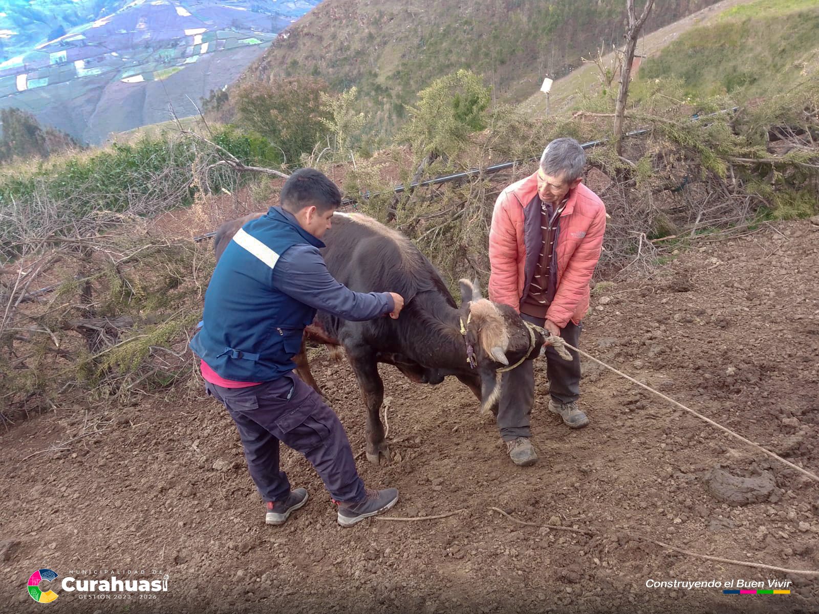 prevención de enfermedades en vacunos.