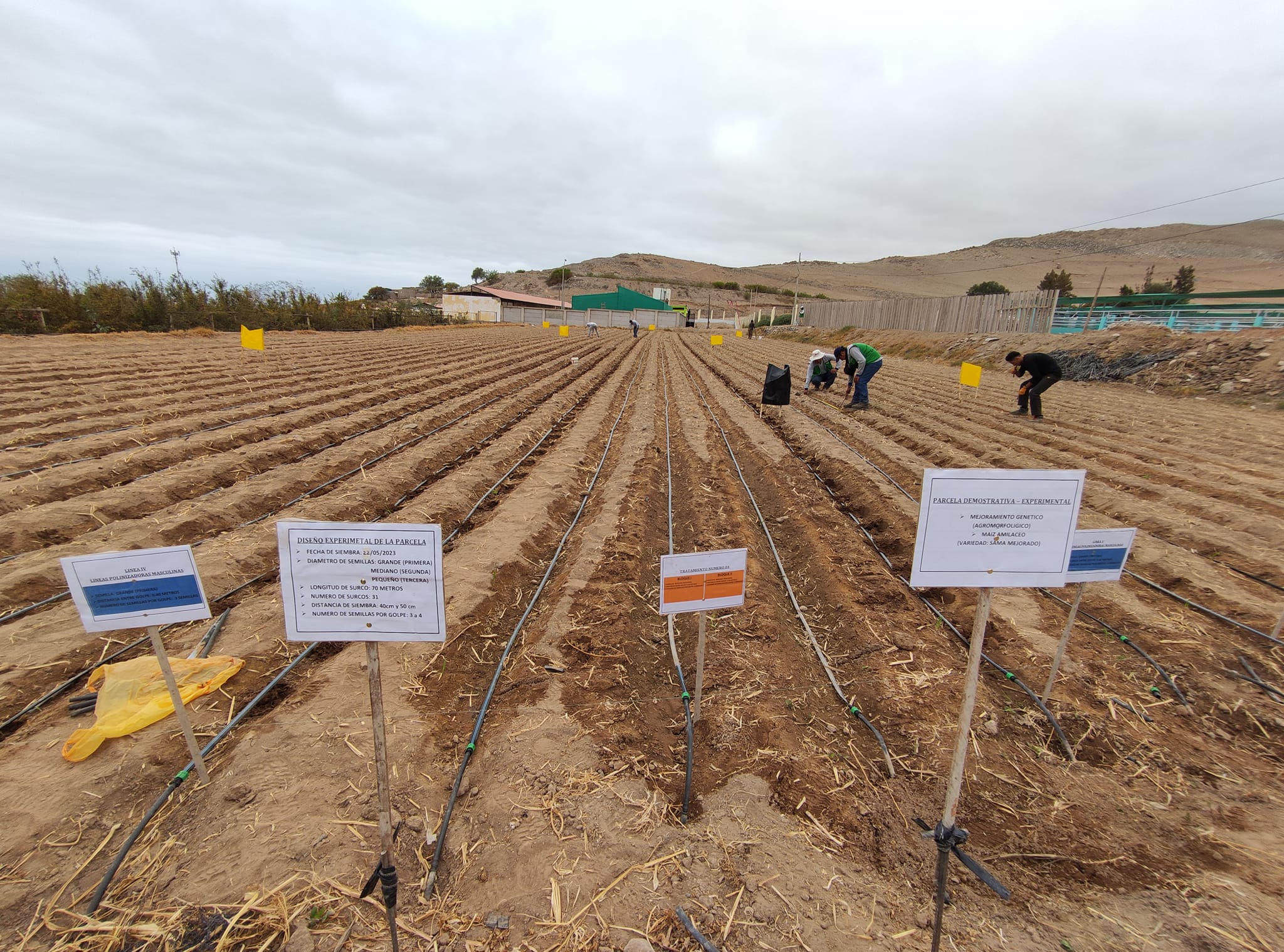 ✅La Municipalidad Distrital de Ite a través de la Gerencia de Desarrollo Económico realizó el plantado de la nueva variedad de maíz entregada por la Universidad Nacional Jorge Basadre Grohmann.