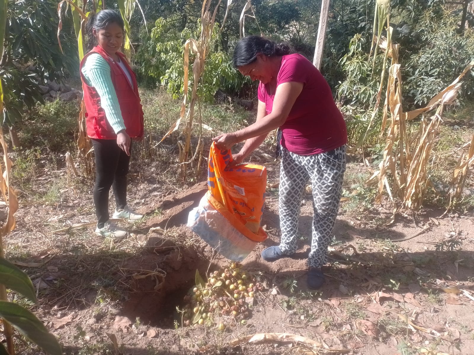 Personal técnico de la DRAA realiza trabajos de control cultural de la mosca de la fruta
