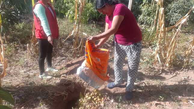 Personal técnico de la DRAA realiza trabajos de control cultural de la mosca de la fruta