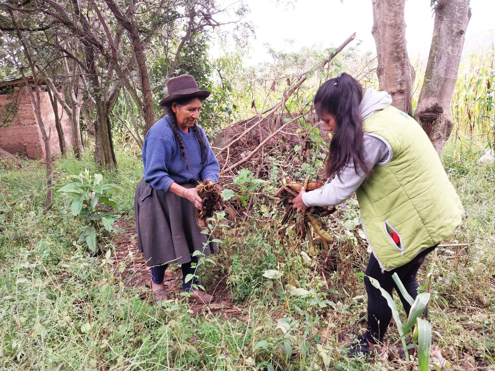 Personal técnico de la DRAA realiza trabajos de control cultural de la mosca de la fruta