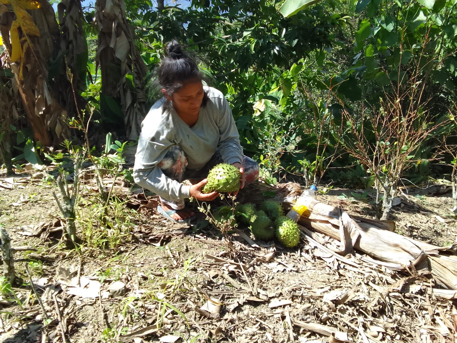 Personal técnico de la DRAA realiza trabajos de control cultural de la mosca de la fruta