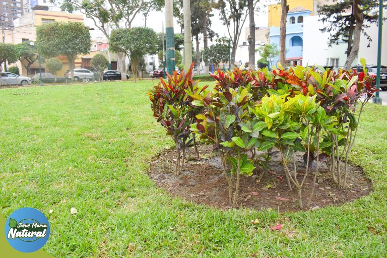 En esta ocasión, nuestros especialistas realizaron el mantenimiento, poda y sembrado en el Parque Mariátegui.