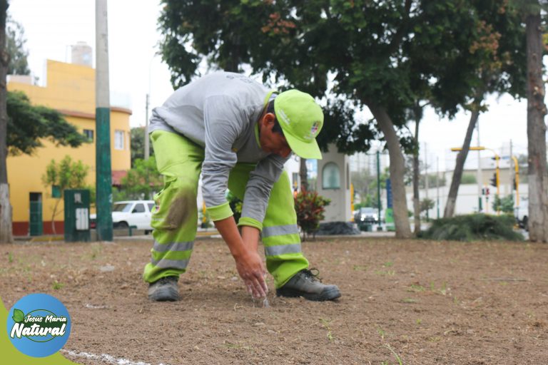En esta ocasión, nuestros especialistas realizaron el mantenimiento, poda y sembrado en el Parque Mariátegui.