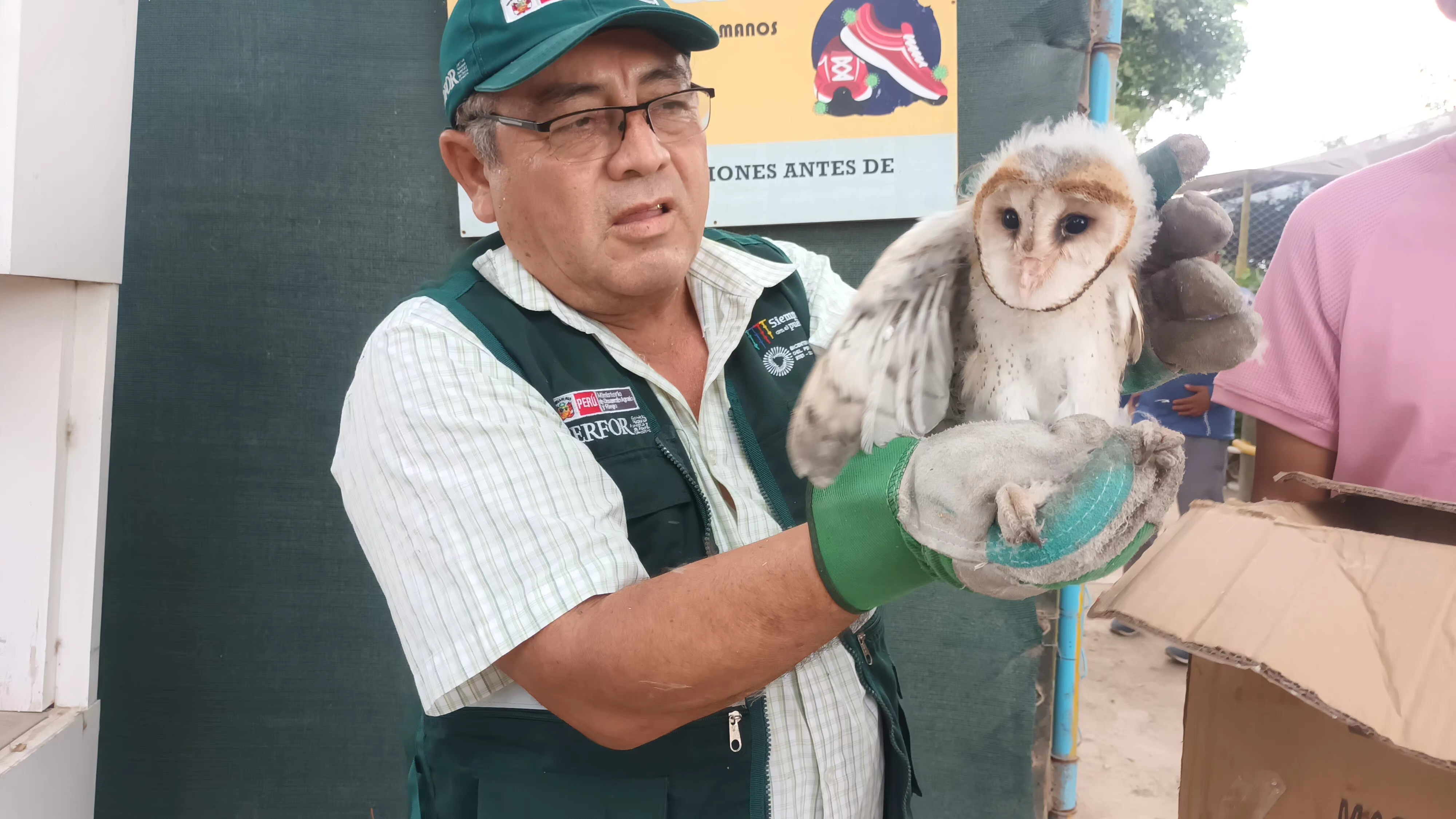 Rescatan y reubican a 3 pichones de lechuza