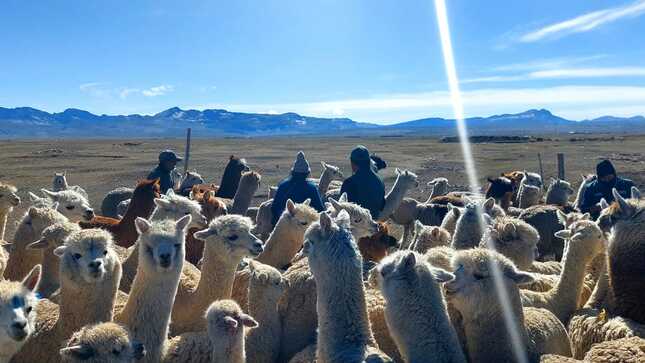 Supervisión - Puno