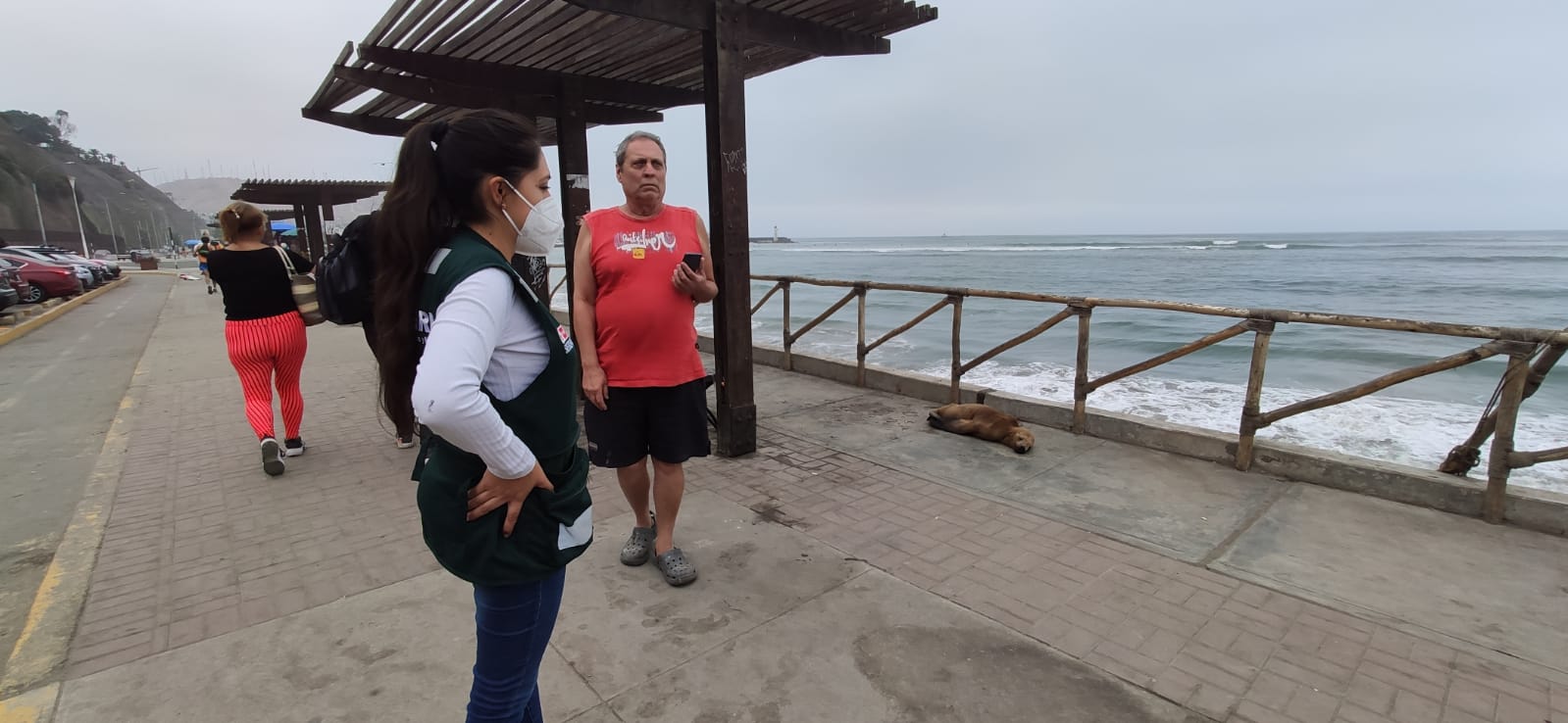 aparición de lobos de mar en las costas