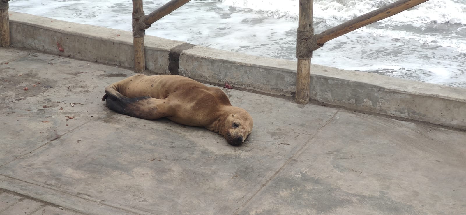 aparición de lobos de mar en las costas
