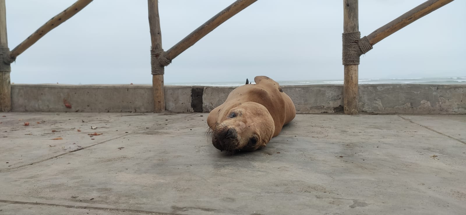 aparición de lobos de mar en las costas